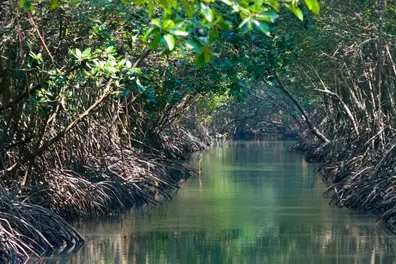 How did mangrove forests protect the Sundarbans from cyclone Dana?