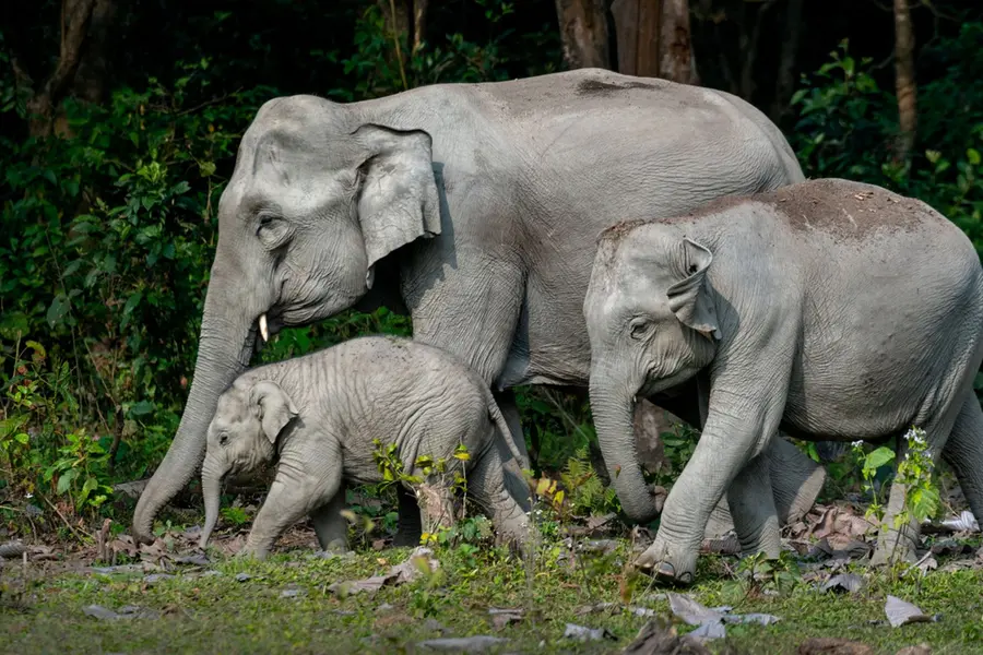 Three elephants, including calf, die of electrocution in Chhattisgarh forest