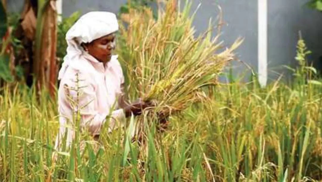 Representational Image | Photo: Mathrubhumi