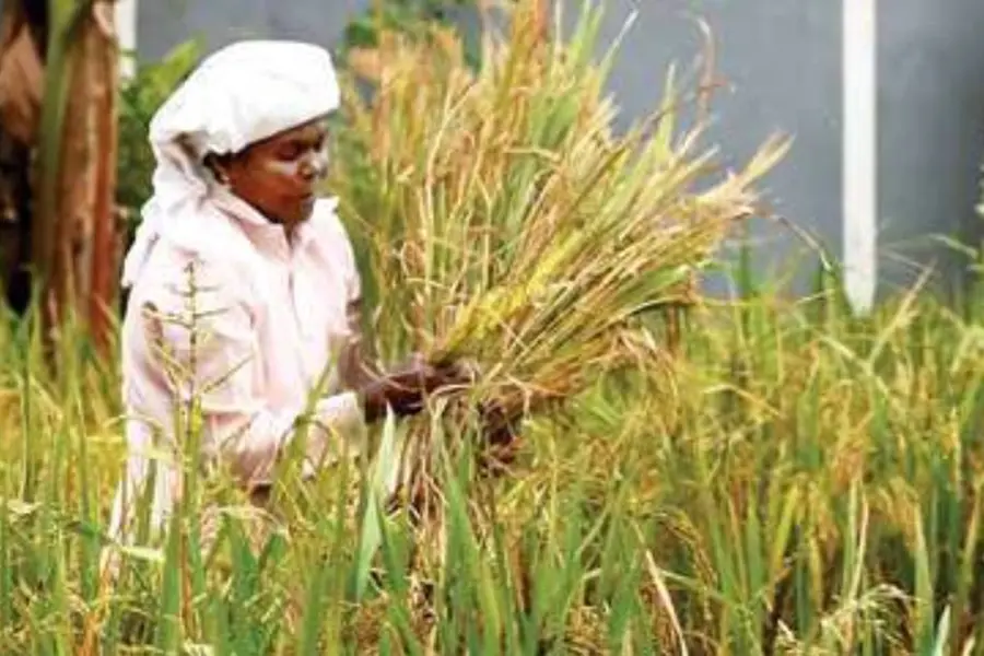 10,760 model farmlands: Kerala agri dept allocates Rs 33.5 cr