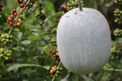 From stress reduction to weight control: Health benefits of ash gourd