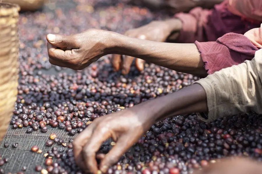 Palakkad: Arabica Coffee returns to Attappadi lands
