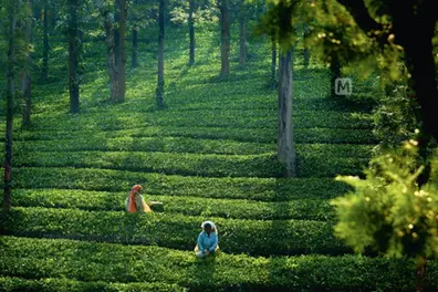 Wayanad ecotourism centers reopening: See visitor limits, ticket prices, other essential details!