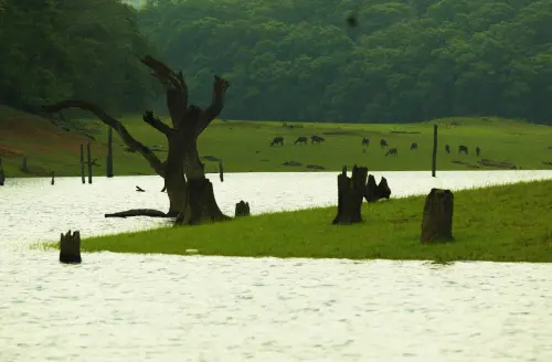 Periyar