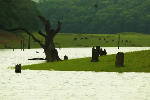Kerala identifies 1382 river encroachments; Only 70 cleared till date