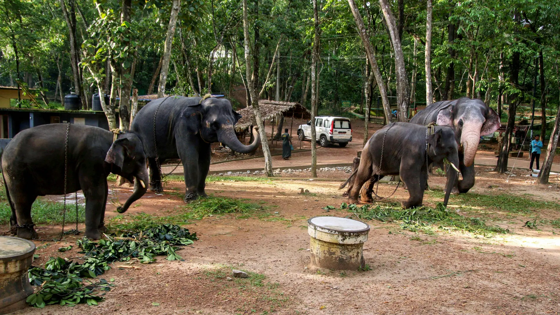 Elephant Rehabilitation Centre in Kottoor | Photo: PTI