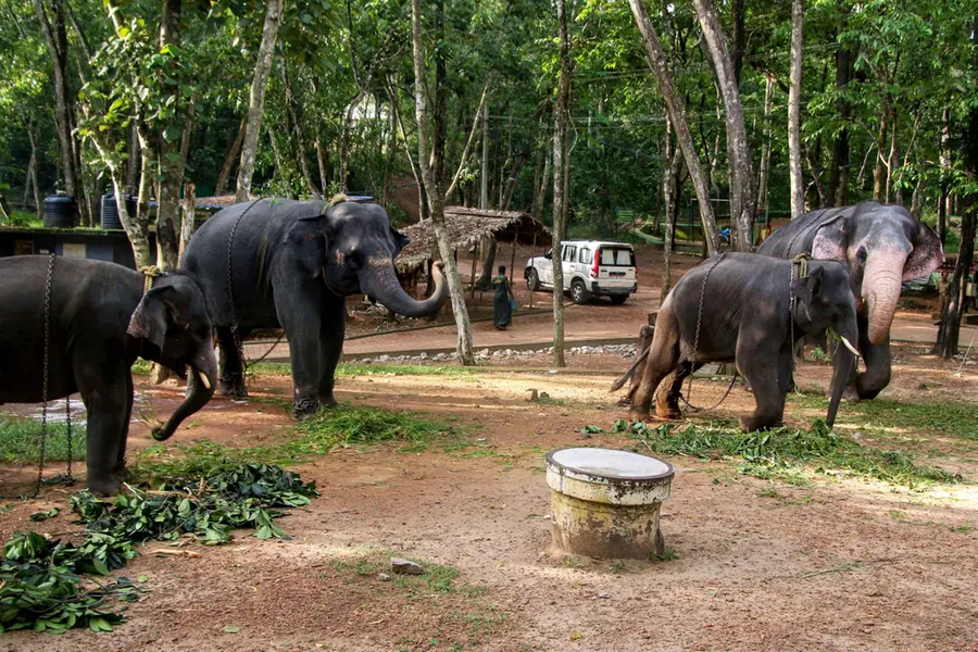 Kerala HC appoints amicus curiae to inspect Kottoor elephant rehab centre