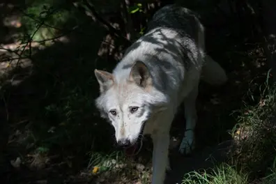 UP's Bahraich wolf hunt: Villagers kill final predator ending months of terror