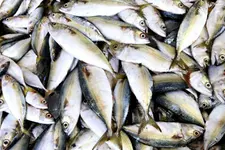 വിലയിടിഞ്ഞ് അയല: പോകുന്നത് വ്യാവസായിക ആവശ്യങ്ങള്‍ക്ക്