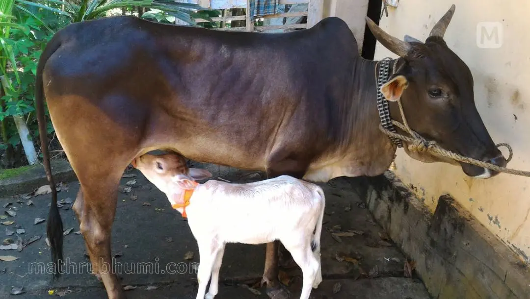 Cow and calf | Photo: Mathrubhumi