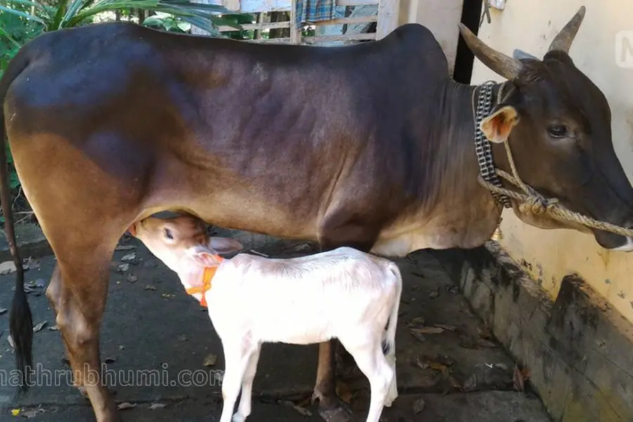 Maharashtra Govt declares cow as 'Rajya Mata' ahead of elections