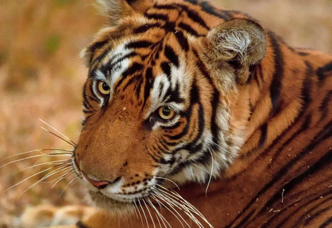 Representational Image | PTI
