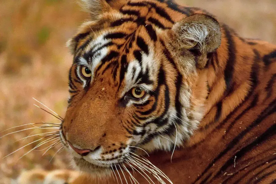 Tigress that killed 11 people in 3 years captured in Maharashtra