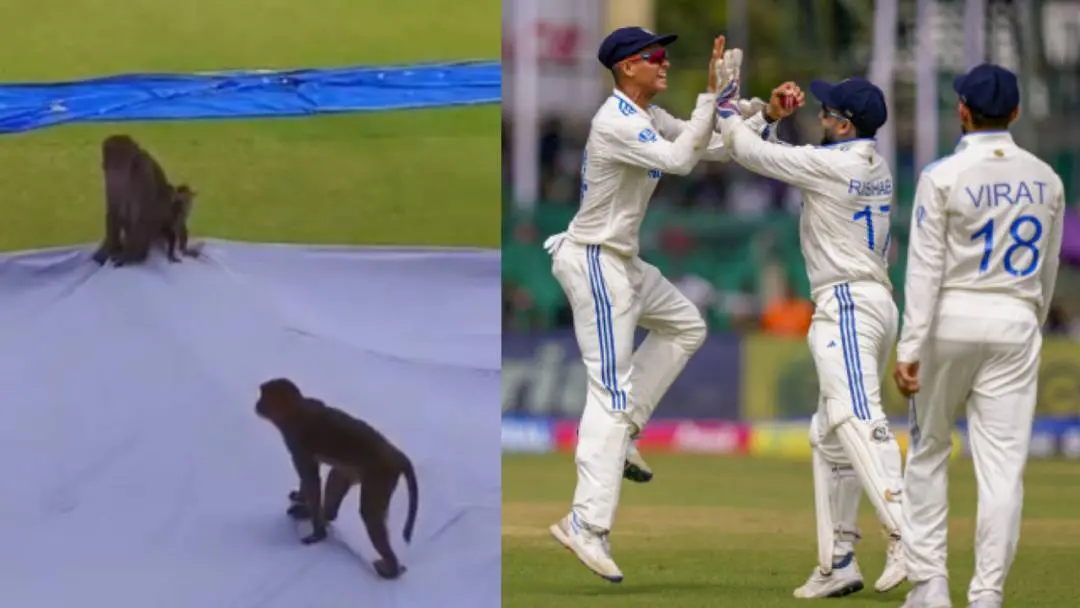 Langurs were 'hired' to ward off monkey menace at Green Park Stadium in Kanpur. | Photo: X/Agencies