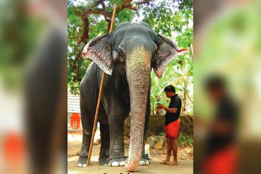 An elephant in Kerala’s Anakkotta is set to receive shoes: Here’s why