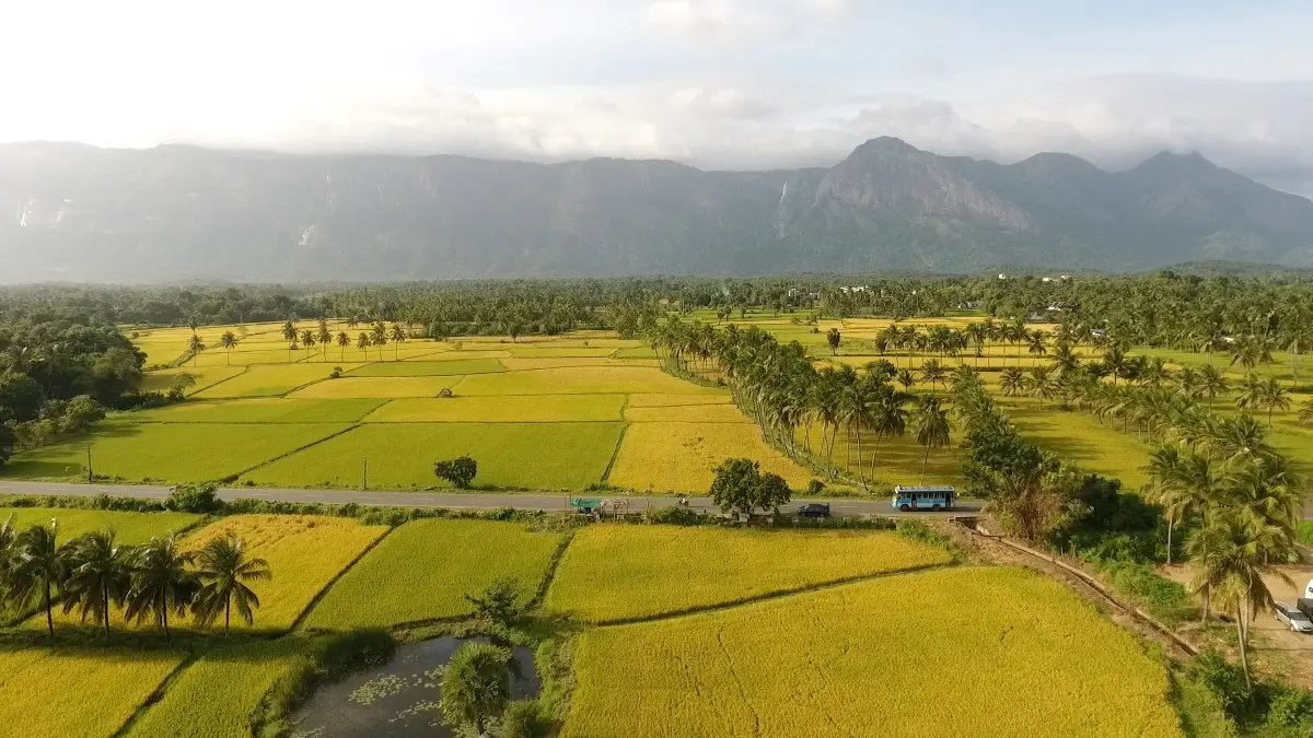 Aerial view of paddy field, Kollengode, Palakkad | Photo: Mathrubhumi