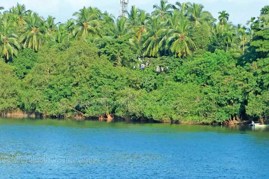 Kerala's fish farming industry thrives despite threats to inland fish stocks