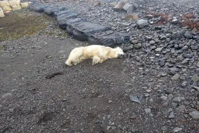 Rare polar bear shows up at village in Iceland, shot dead by police