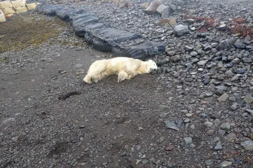 Rare polar bear shows up at village in Iceland, shot dead by police