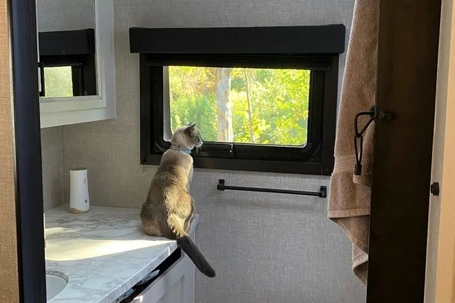 Homeward bound: A lost cat's incredible 2-month, 1400 km journey to San Francisco