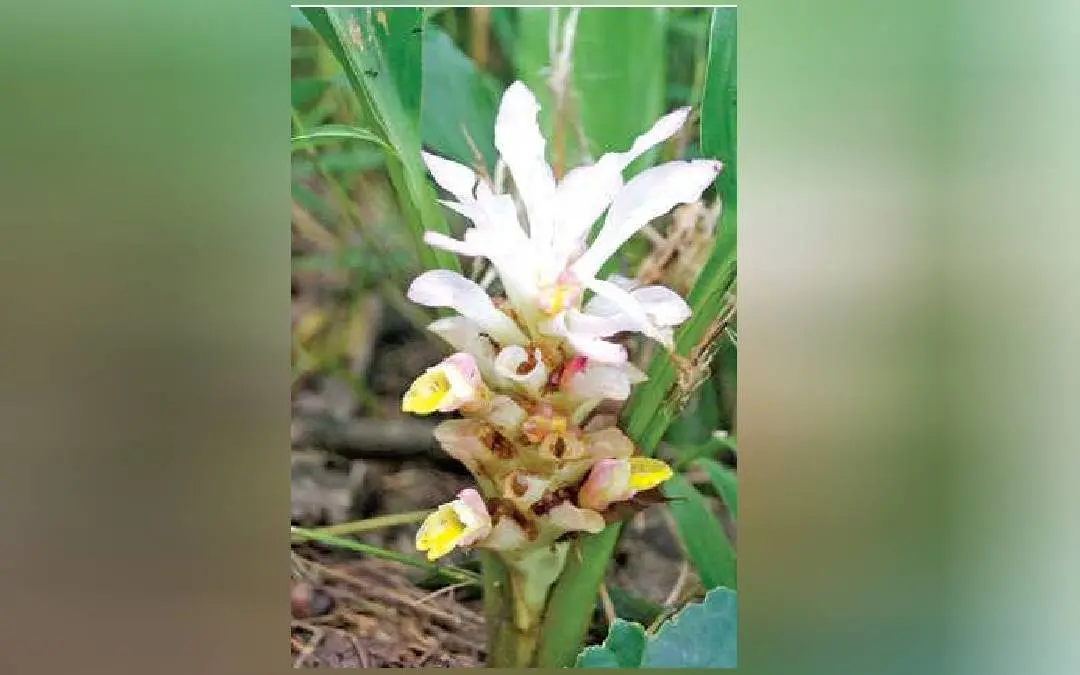 Curcuma ungmensis