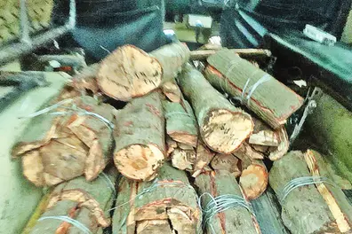 Sandalwood worth Rs 100 crore lies untouched in Chinnar Wildlife Sanctuary