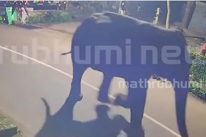 Panic grips Perambra as wild elephant ventures into residential areas | WATCH