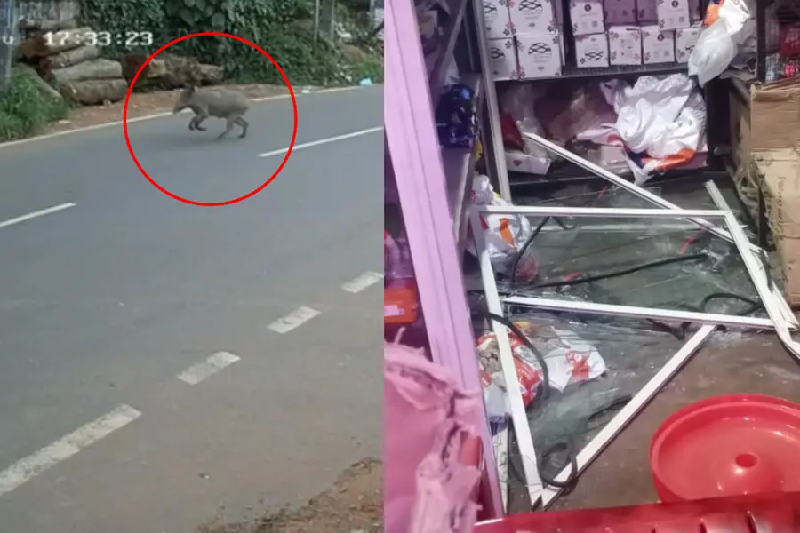 Video | Wild boar attack leaves Thiruvananthapuram locality on edge; shops damaged, one injured