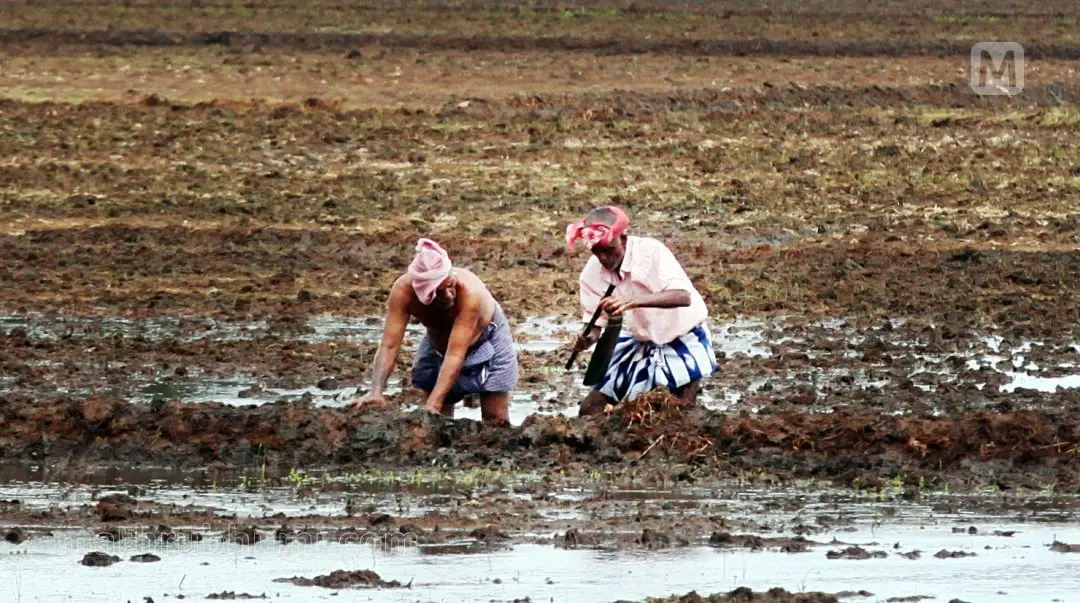 Representational Image | Photo: C Biju/Mathrubhumi