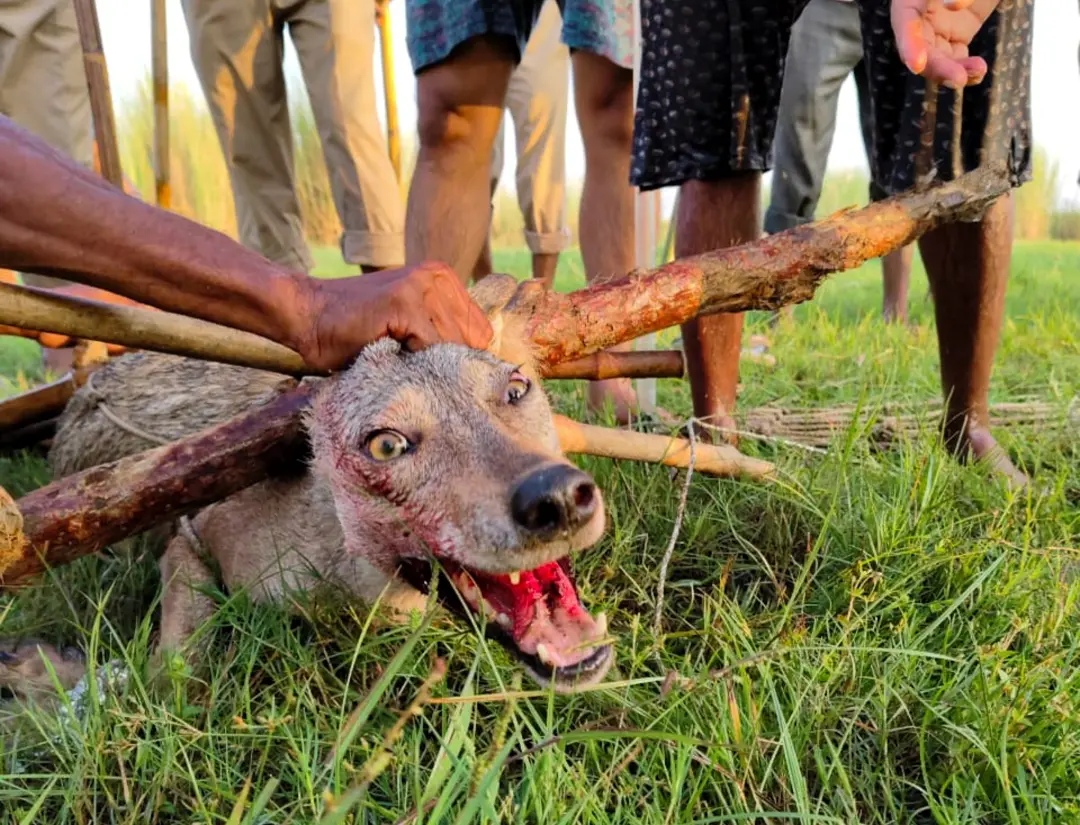 A wolf being captured by forest department in Bahraich | File Photo: PTI