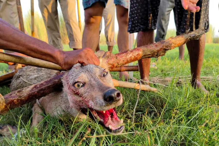Bahraich wolf attack: 11 year-old girl admitted to hospital