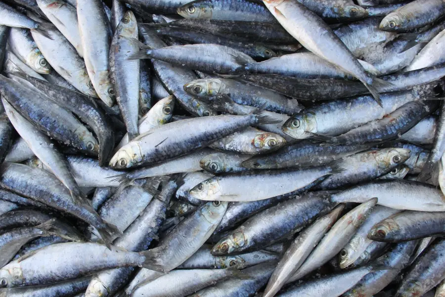 Billions of sardines perishing due to illegal fishing: Daily losses in crores