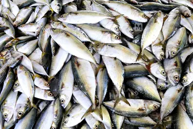 Kerala govt to curb juvenile fishing, vendors to face action for illegal sale