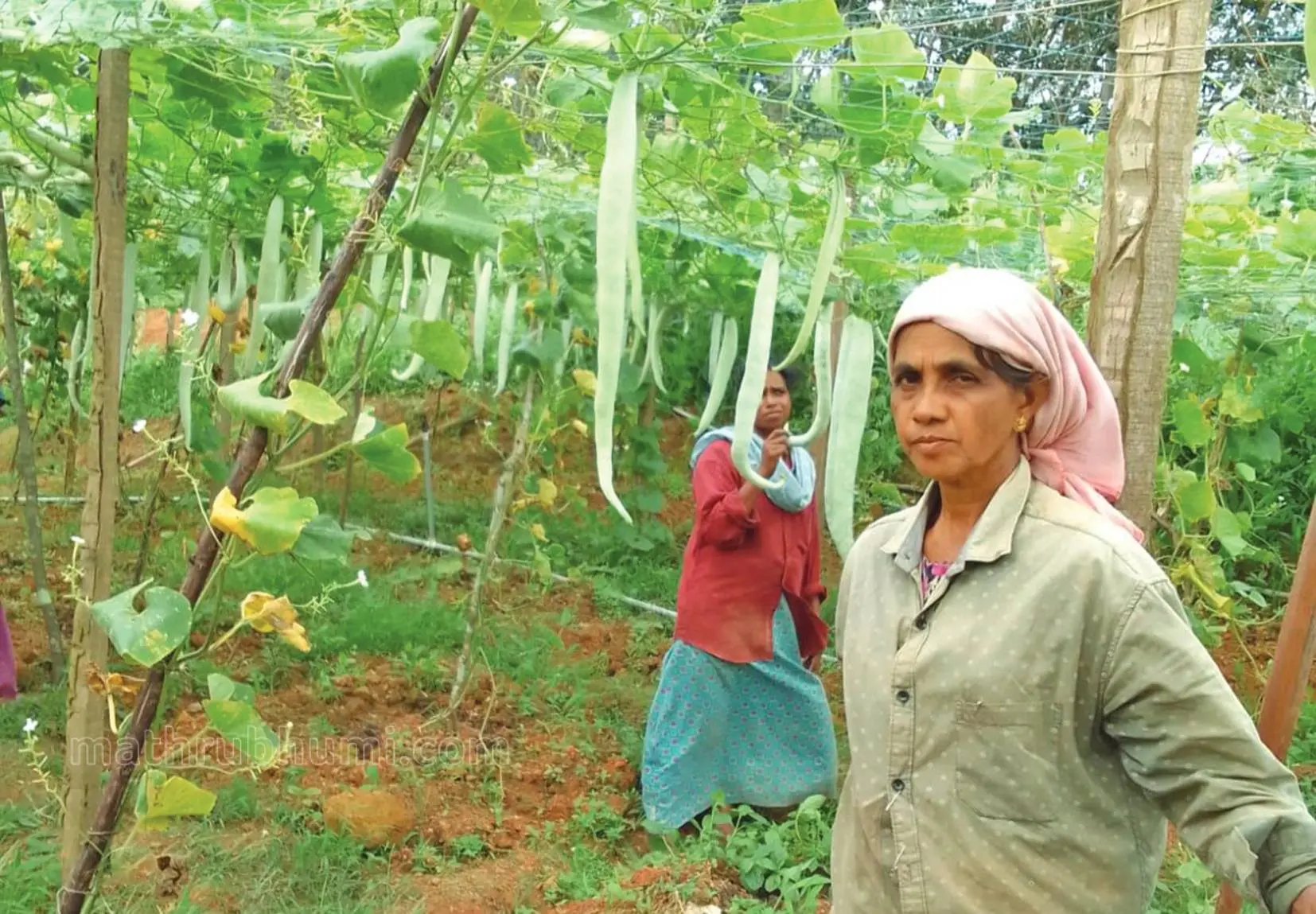 ഓണവിപണി ലക്ഷ്യമിട്ട് ഒരുങ്ങുന്ന പച്ചക്കറി