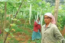 മാസം 1500-കിലോയിലധികം പച്ചക്കറി, ആകെ 2 ലക്ഷം വരെ വിറ്റുവരവ്; 'കാസ്‌കോ വില്ലേജ്' കരകുളത്തെ ജൈവഗ്രാമം
