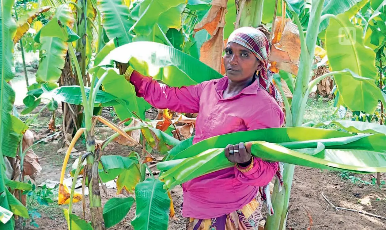 A worker cutting banana leaves at a plantation | Photo: Mathrubhumi