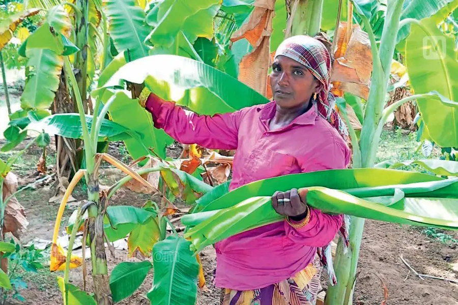 Onam fever: Banana leaves from Tamil Nadu now priced at Rs 1,500 per bundle of 200
