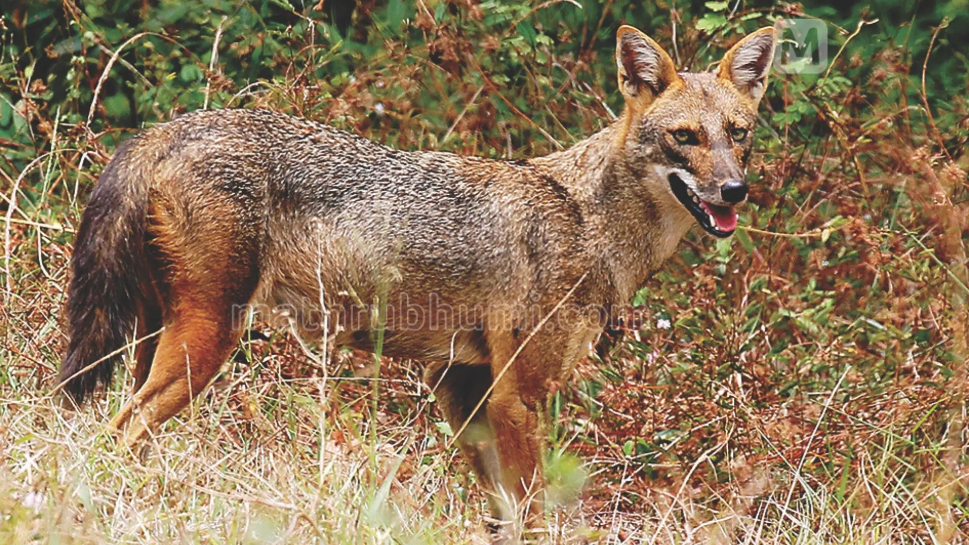 Jackal | Photo: Vijesh Vallikunnu, Mathrubhumi