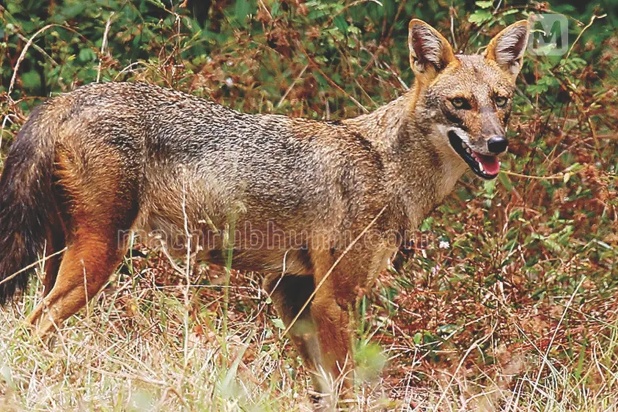 Bihar’s Muzaffarpur villagers terrified as jackals injure 12 in one night