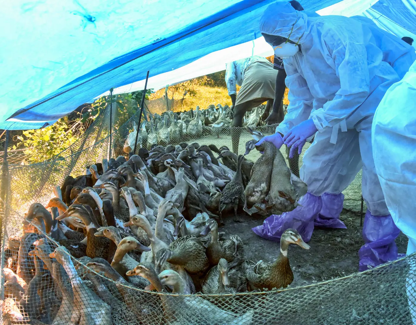 Ducks being culled in Alappuzha | Fiel photo: PTI