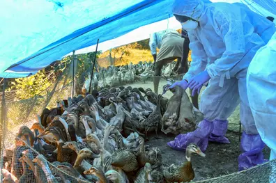 12,000 ducks culled in Alappuzha in view of bird flu cases