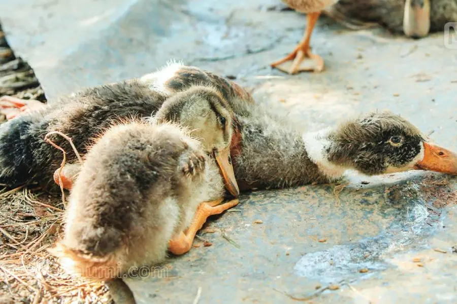Bird Flu confirmed in Alappuzha; culling to begin soon