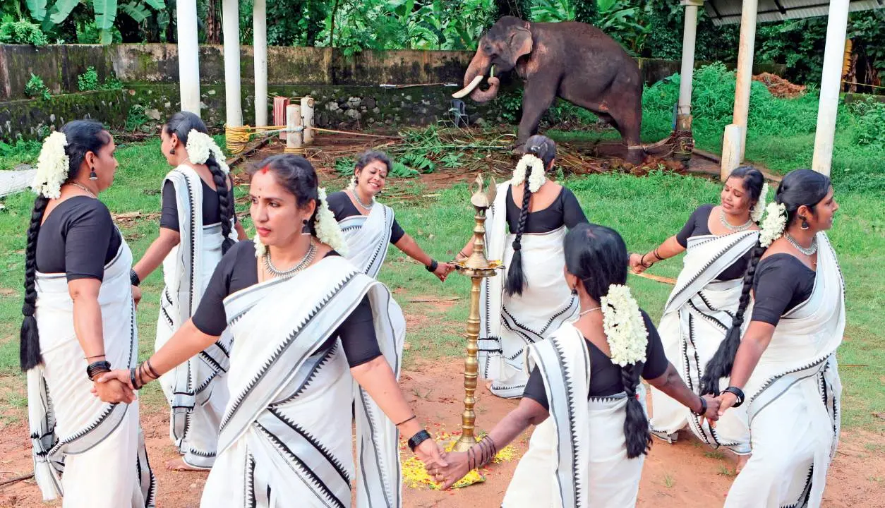 Thiruvathira dance performed in honor of Manikandan, the cherished elephant of Velinalloor Sri Ramaswamy Temple, on his 50th birthday | Photo: CR Gireesh Kumar