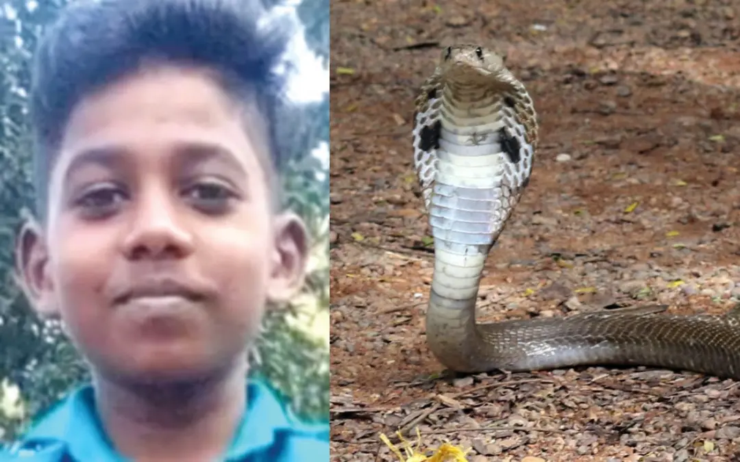 Surya (L), Representational image of snake (R) | Photo: Special Arrangement, Mathrubhumi