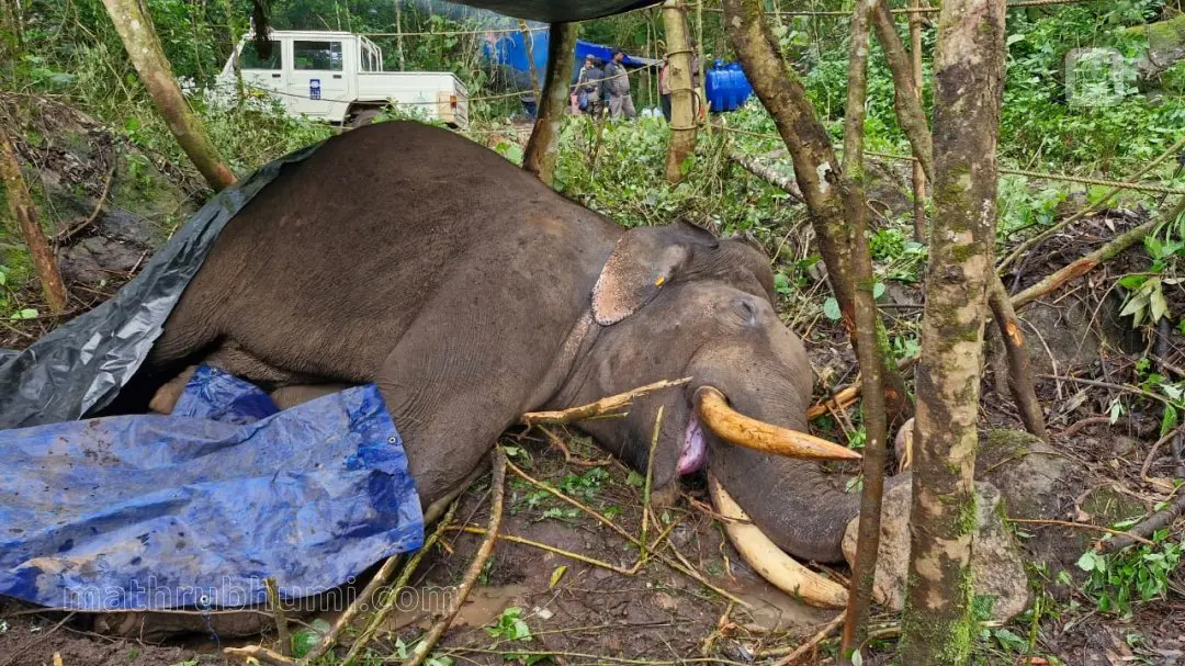 Injured Murivalan Komban.