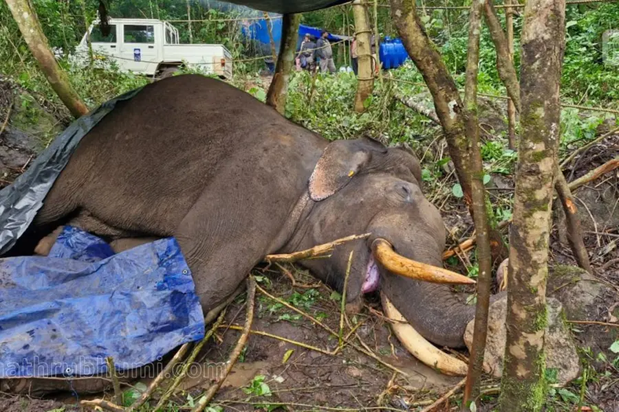 Murivalan Komban goes down fighting, loses life in fierce battle with mighty Chakkakomban