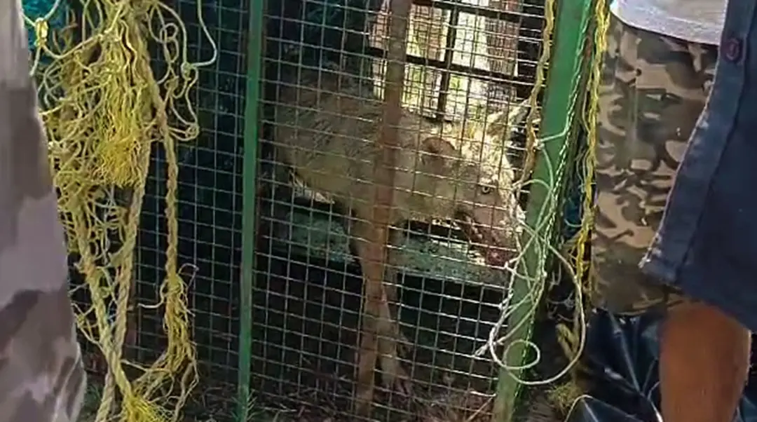 Bahraich Forest Department catches the wolf that killed 8 people, in Bahraich | Photo: ANI