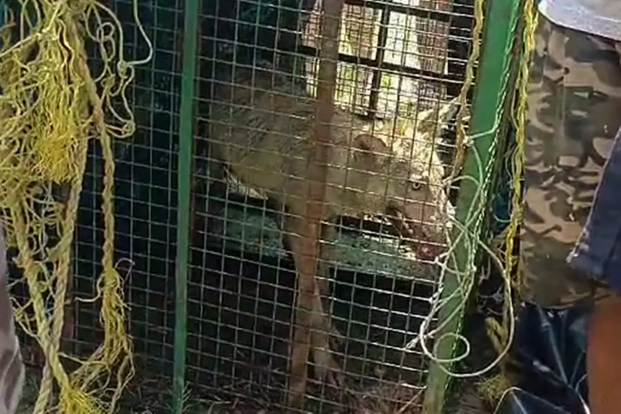Operation Bhediya continues in UP's Bahraich; hunt on for 2 more killer wolves