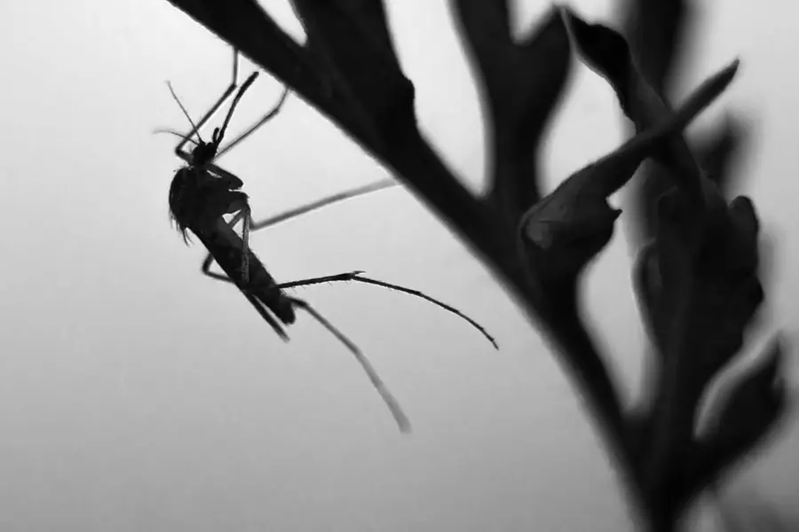 US reports cases of rare and deadly EEE: What you need to know about mosquito-borne virus