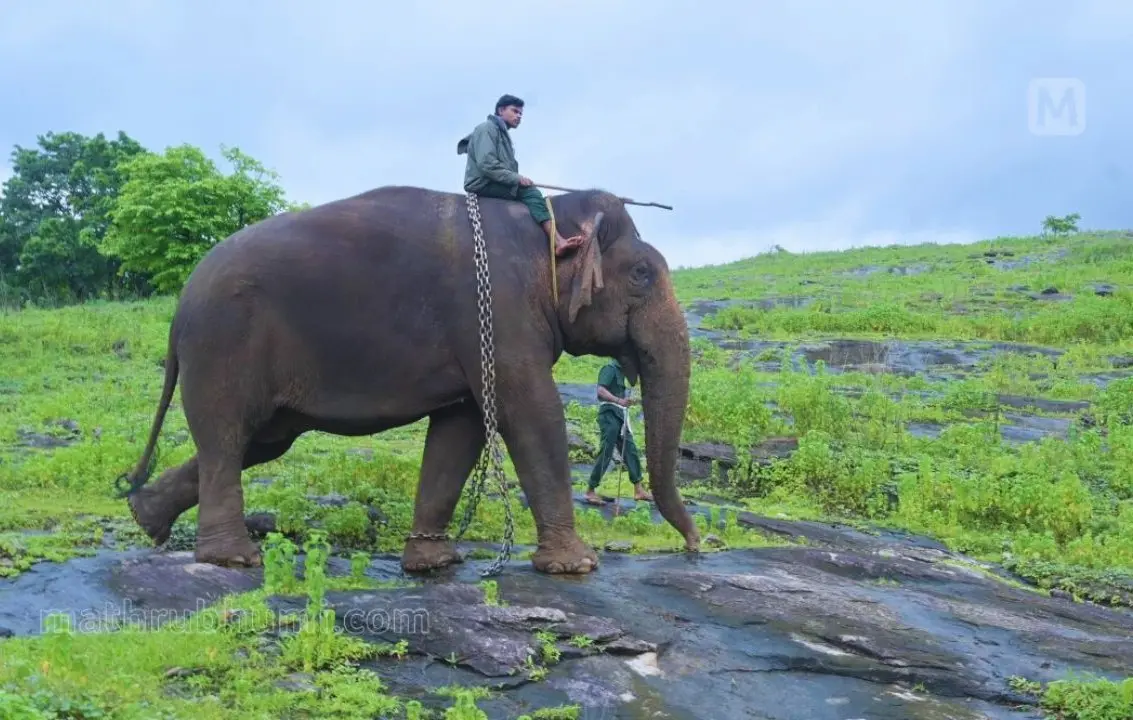 kumki elephant | photo: Arun Krishnankutty